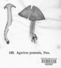 Agaricus pratensis image